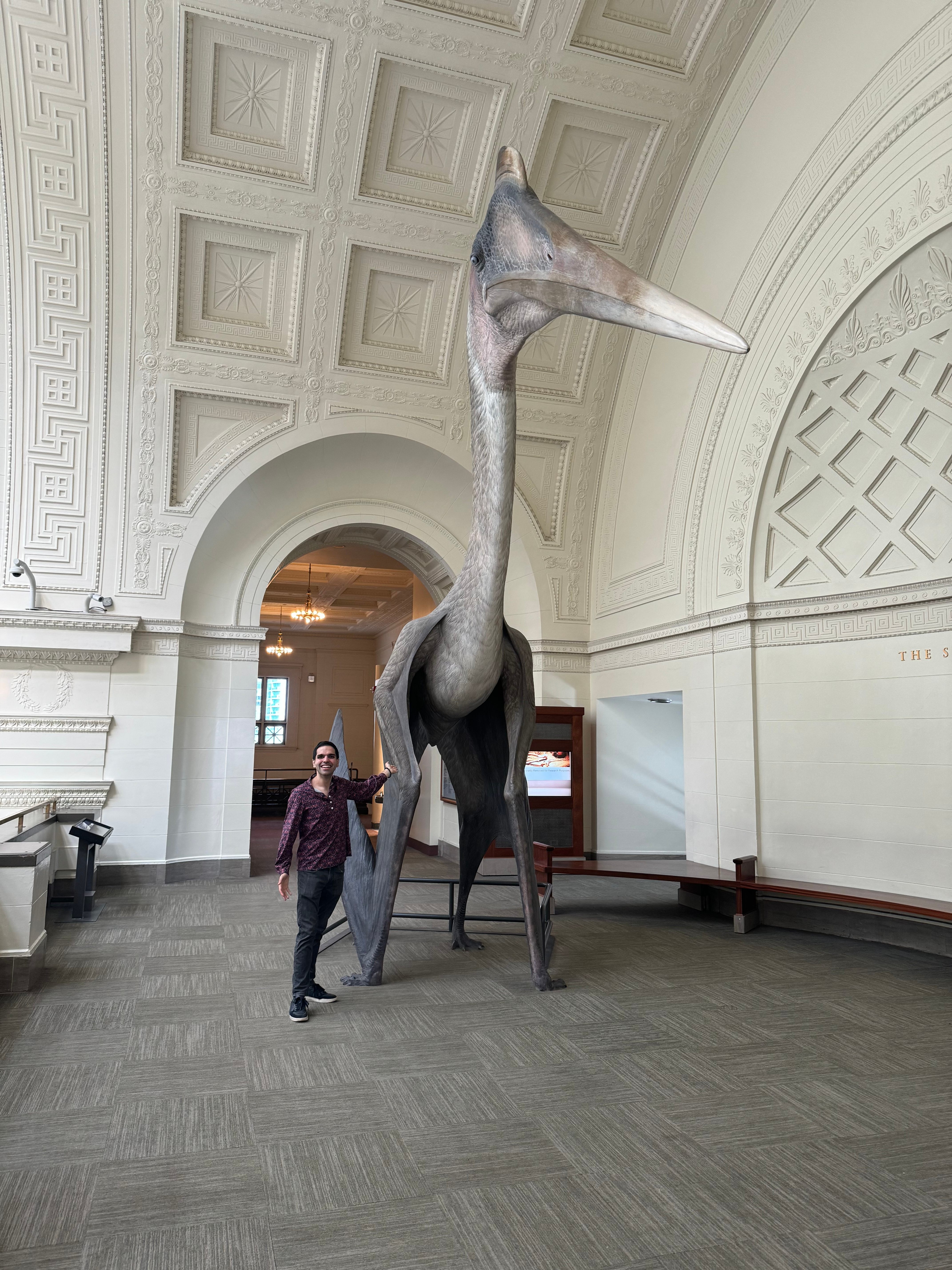 A life-size model of another Azhdarchid pterosaur, <em>Quetzalcoatlus northropi</em>, at Chicago's Field Museum shows how massive some of these creatures were.
